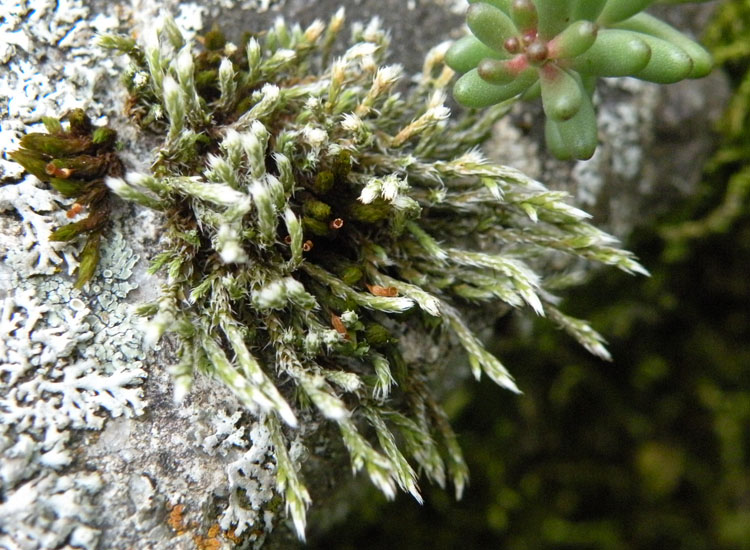 Bryum argenteum ?